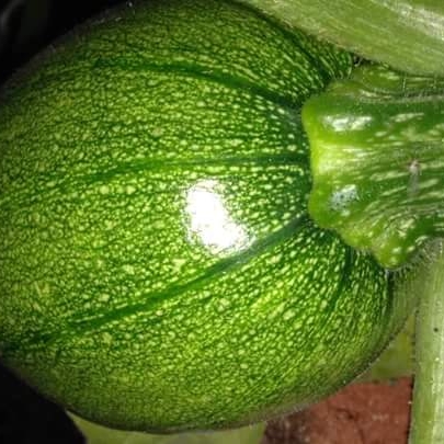 plant image 838325 plant image 838325