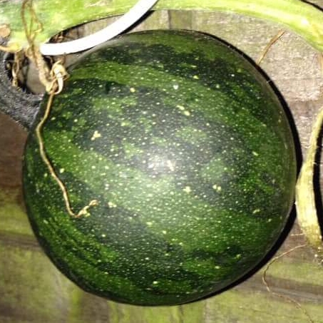 plant image 838326 plant image 838326