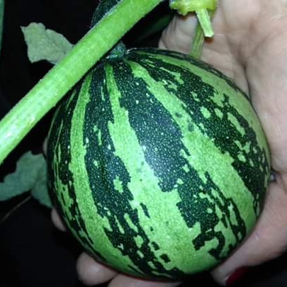 plant image 838329 plant image 838329