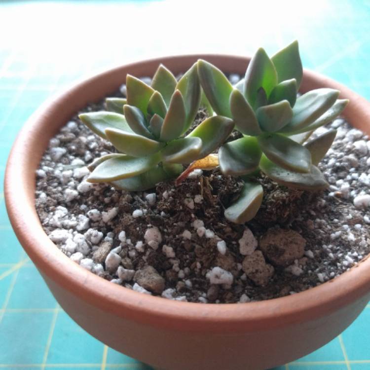plant image 653478