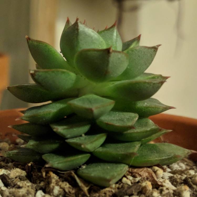 plant image 666080 plant image 666080