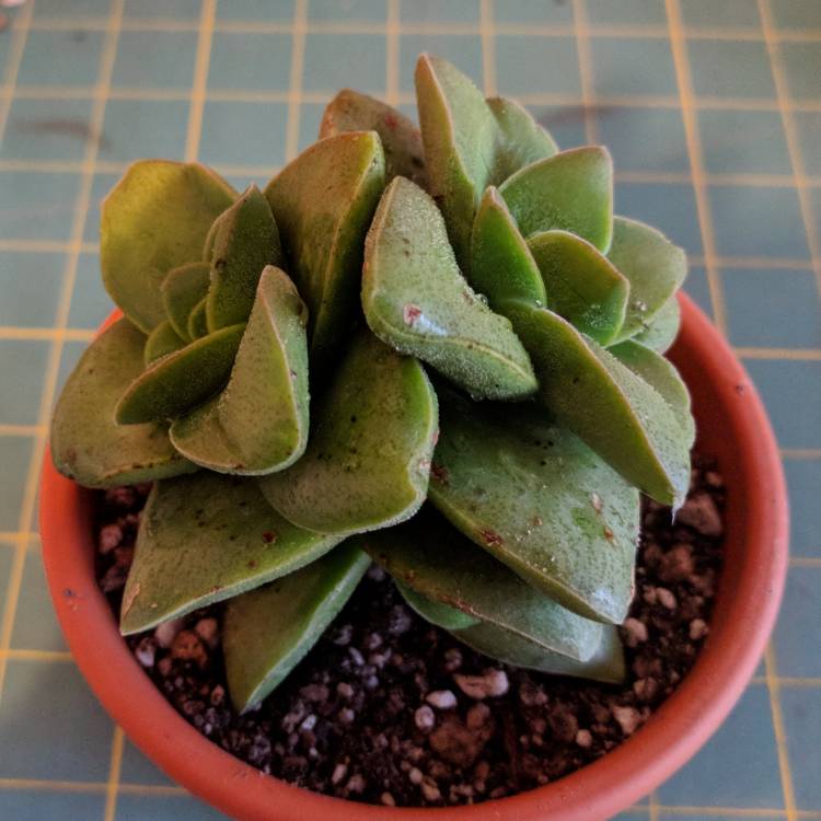 plant image 667283