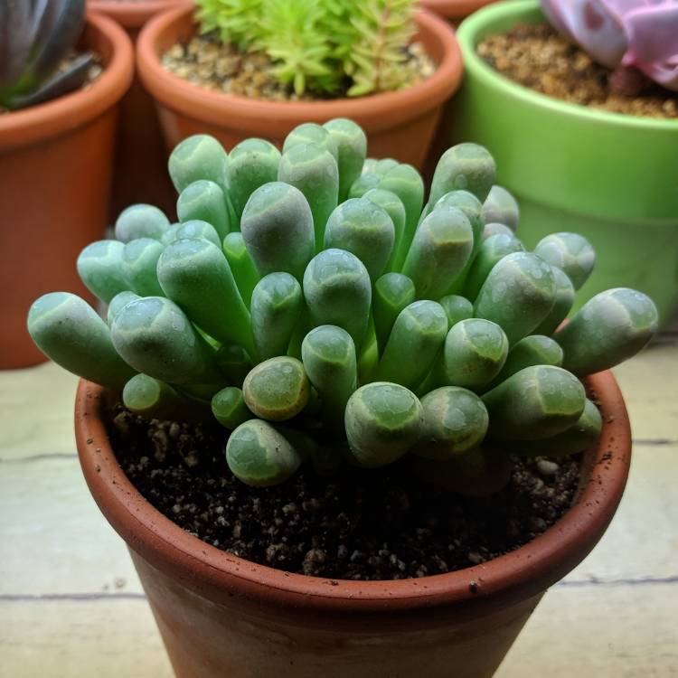 plant image 730599