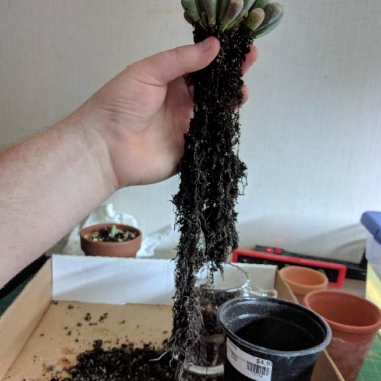 plant image 730602