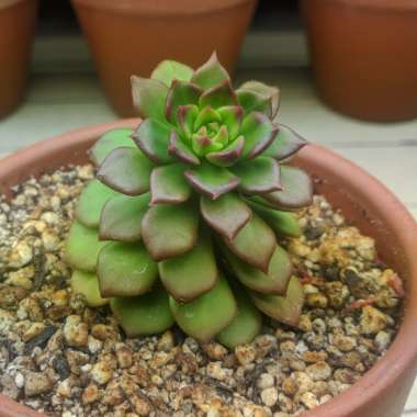 Sedeveria 'Letizia'