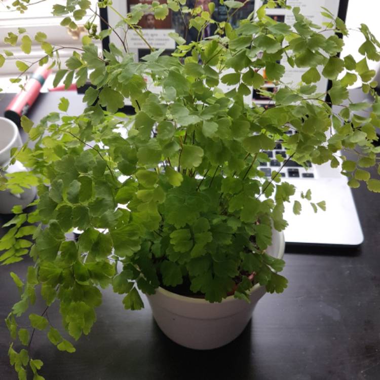 Plant image Adiantum Raddianum 'micropinnulum'