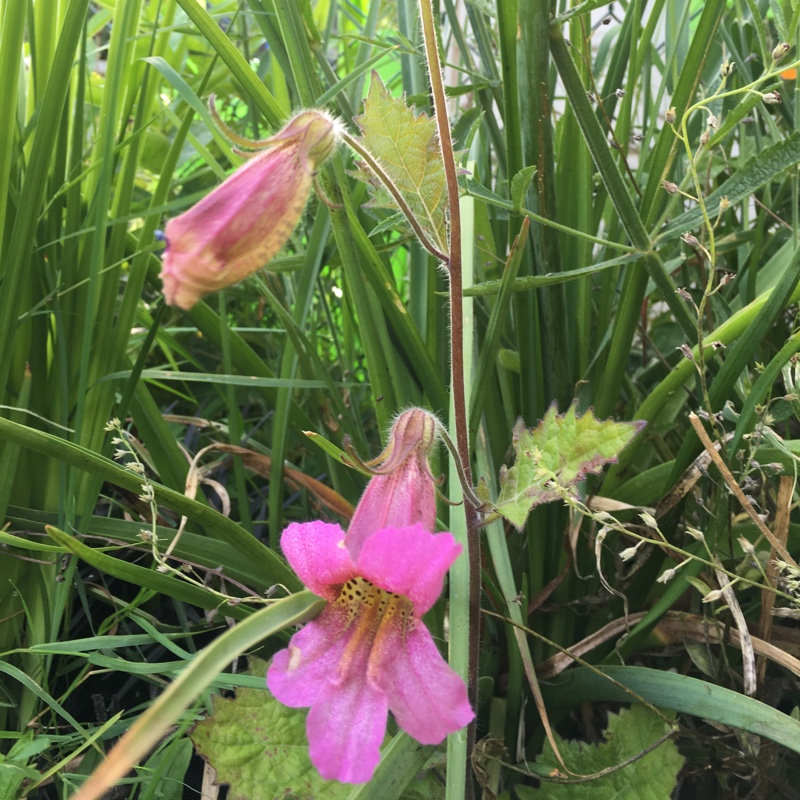 Plant image Rehmannia elata