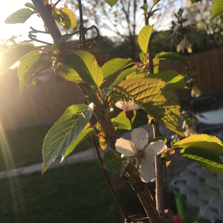 Plant image Prunus x subhirtella 'Hally Jolivette'