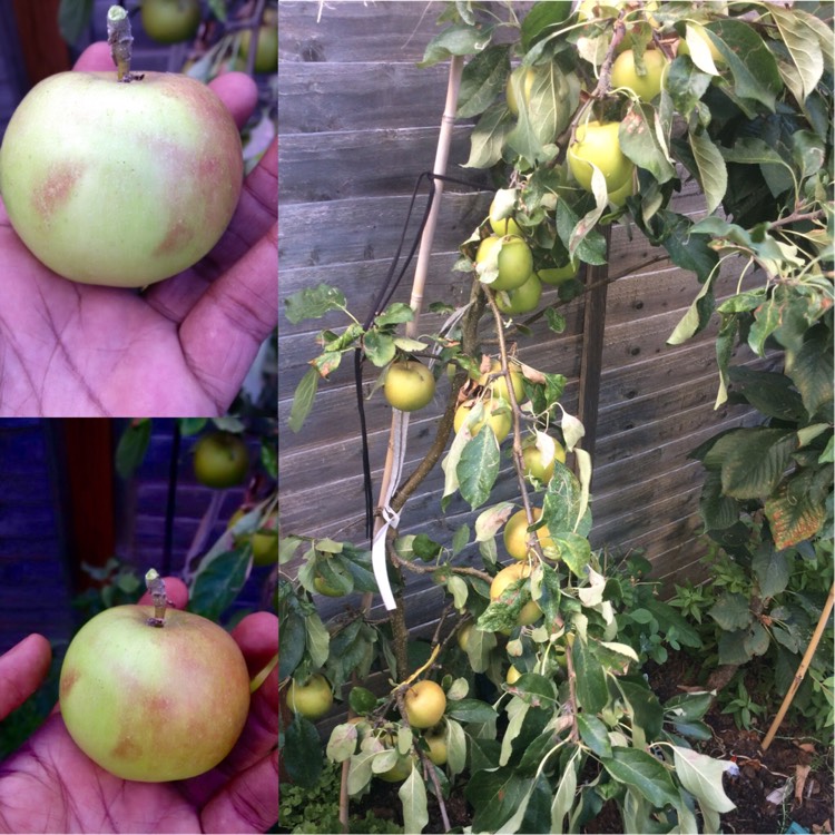 Plant image Malus domestica 'Falstaff'