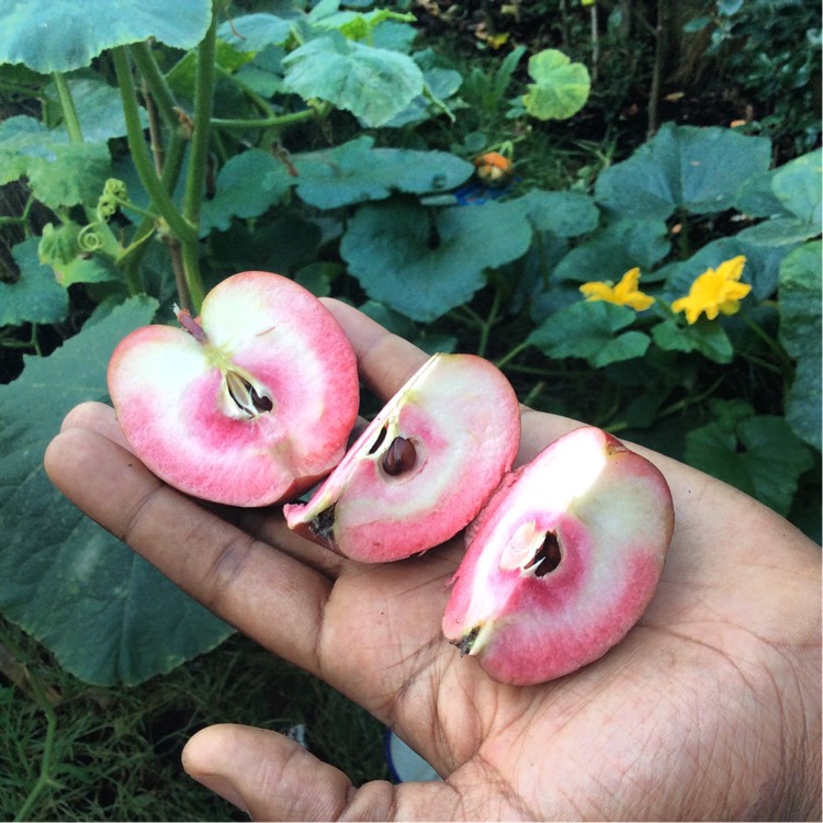 Plant image Malus domestica 'Lureprec' (Redlove Series) syn. Malus domestica 'Redlove Circe'