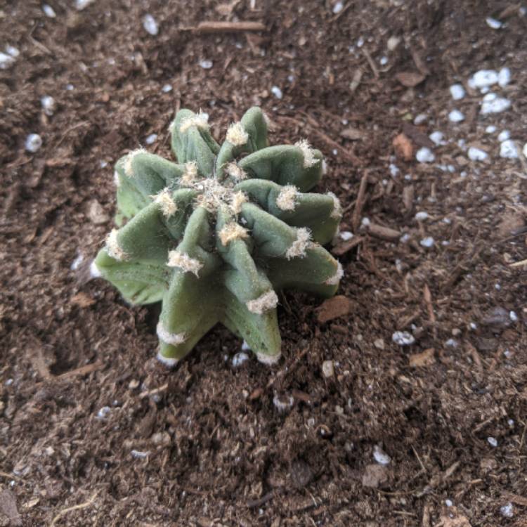 plant image 1256645