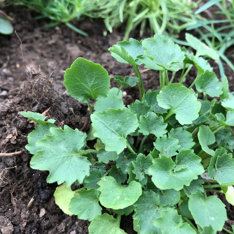 plant image 1112679