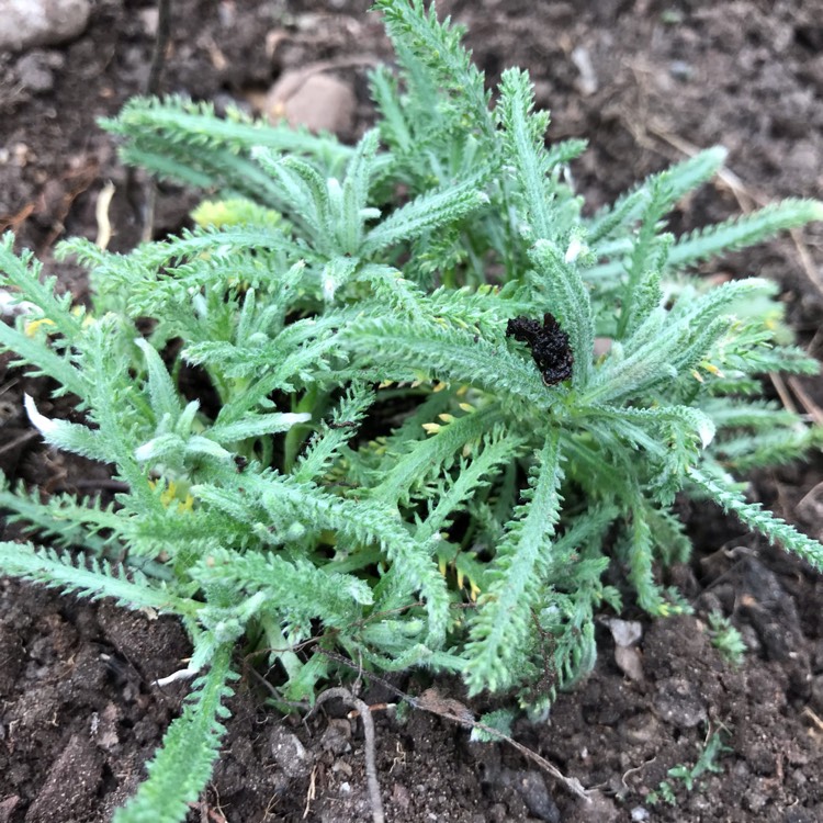 plant image 1112687