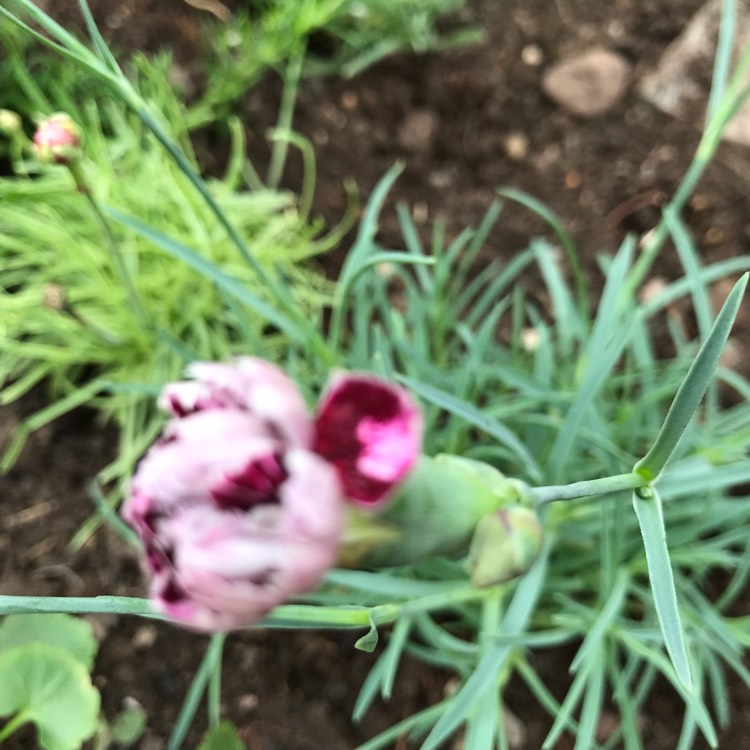 plant image 1112692