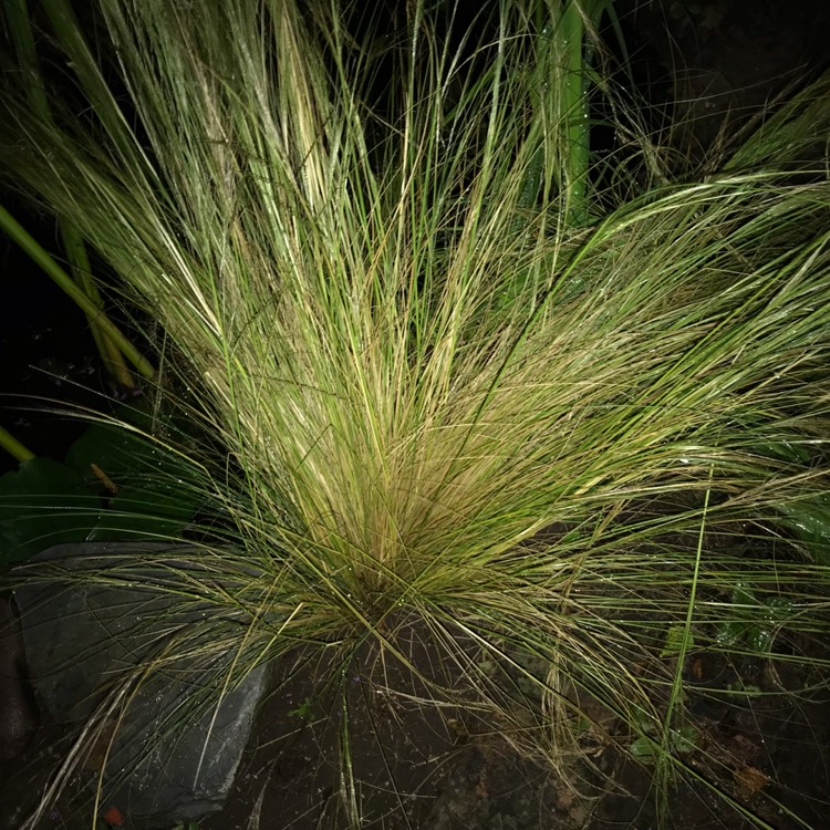 Plant image Nassella tenuissima syn. Stipa tenuissima