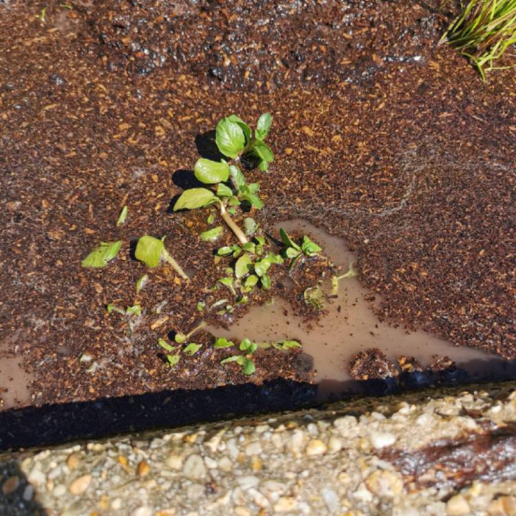 plant image 1469513