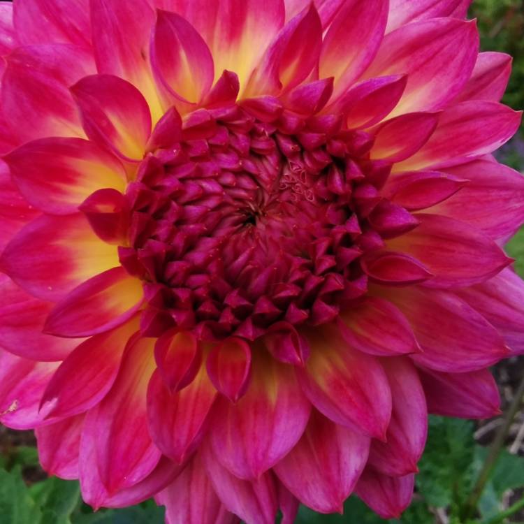 Plant image Dahlia 'Blue Boy'