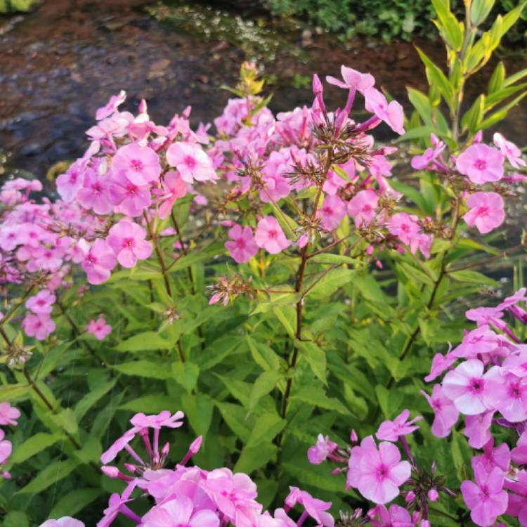 plant image 1511082