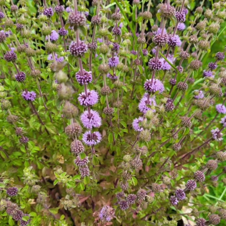 plant image 1526162
