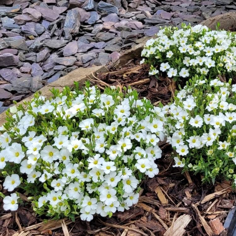 plant image 1584297