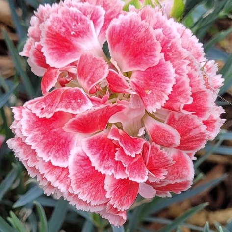 plant image 1605048