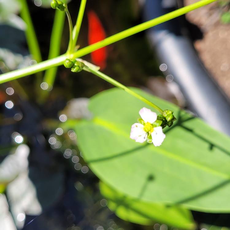 Plant image Alisma plantago aquatica  syn.Alisma plantago