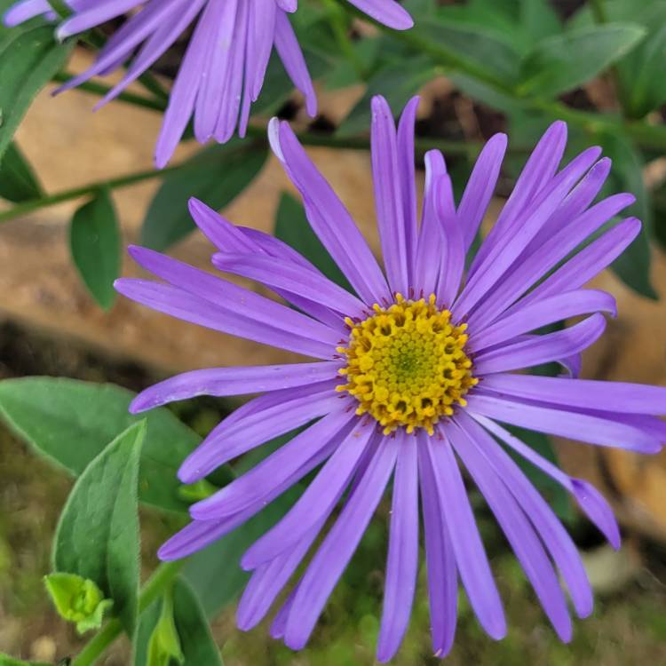 Plant image Aster novi-belgii 'Chatterbox'