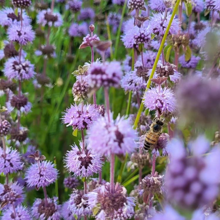plant image 1617311