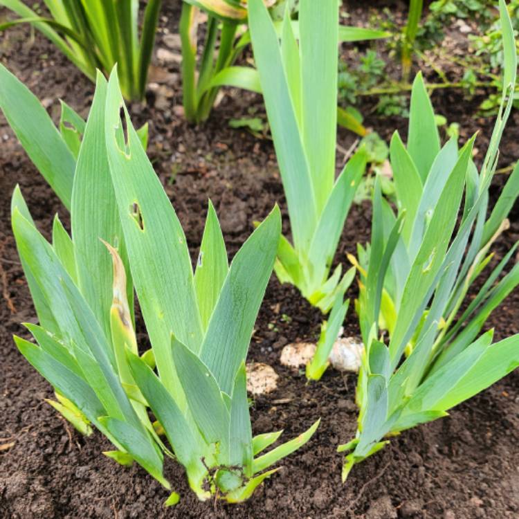 plant image 1654925 plant image 1654925