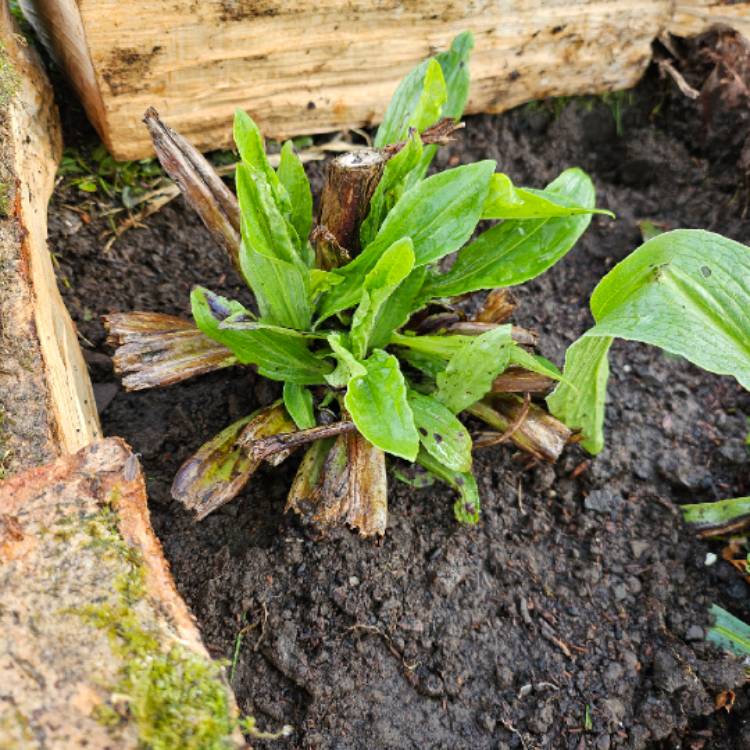 plant image 1704469