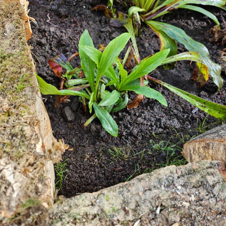plant image 1704471