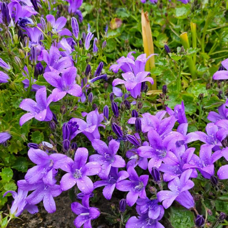 Plant image Campanula 'Clockwise'