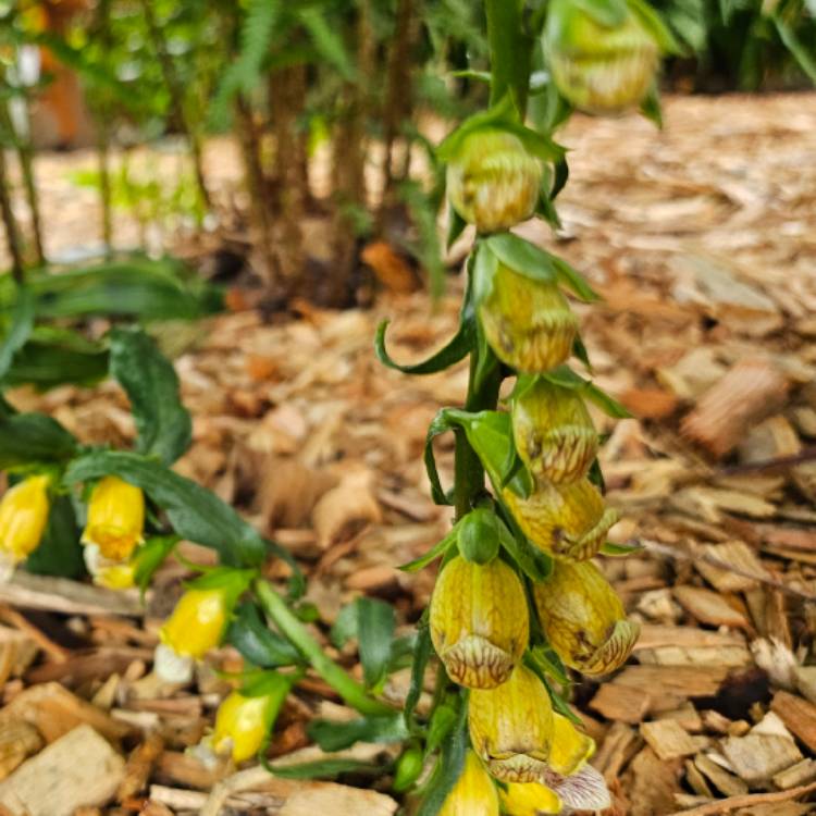 plant image 1719792