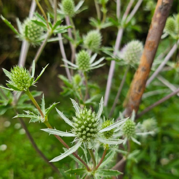 Plant image Eryngium alpinum 'Blue Star'