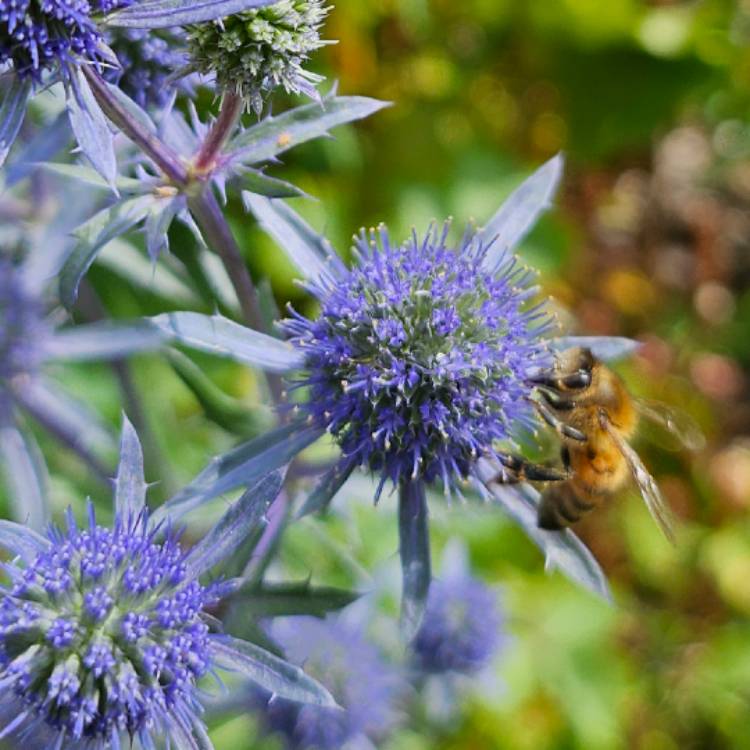 Plant image Eryngium alpinum 'Blue Star'