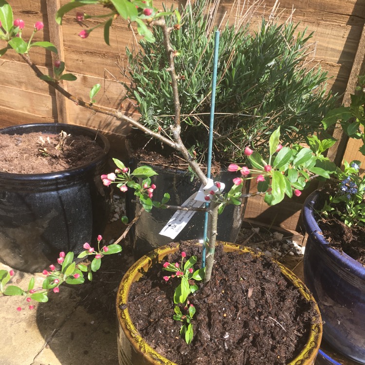 plant image 667752
