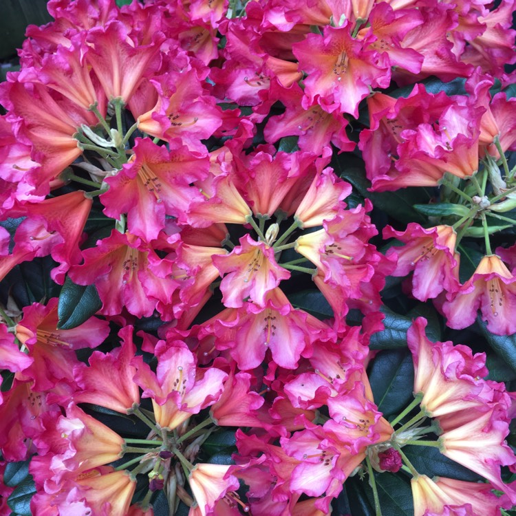 plant image 700643