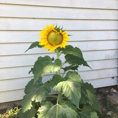 Sunflower 'Russian Mammoth'