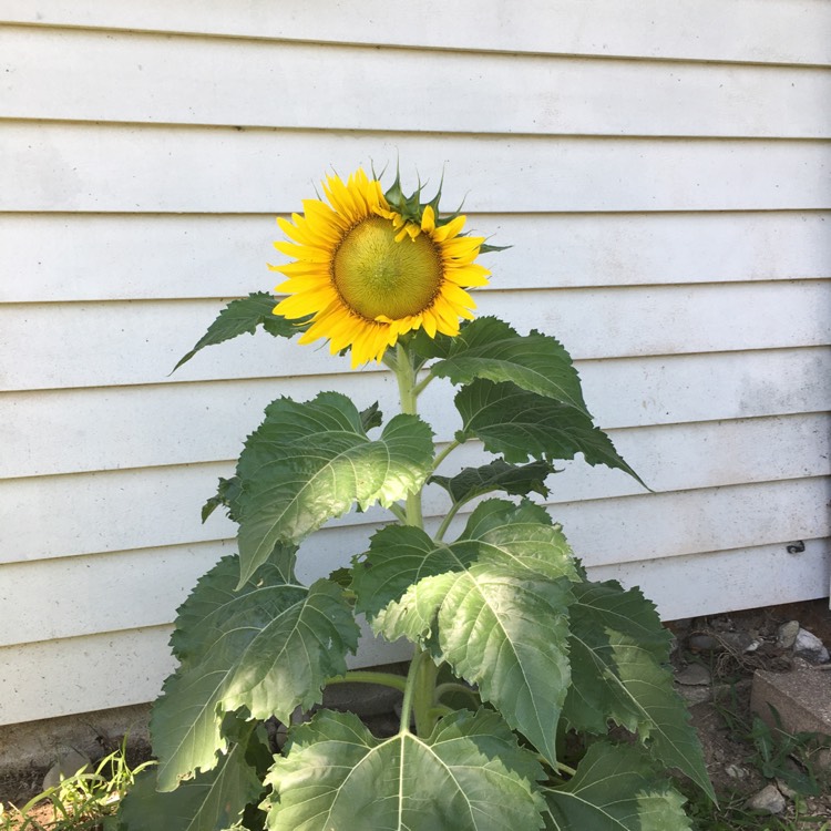 Plant image Helianthus annuus 'Russian Giant'