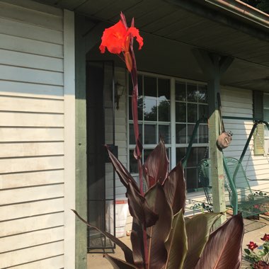 Canna 'Wyoming'