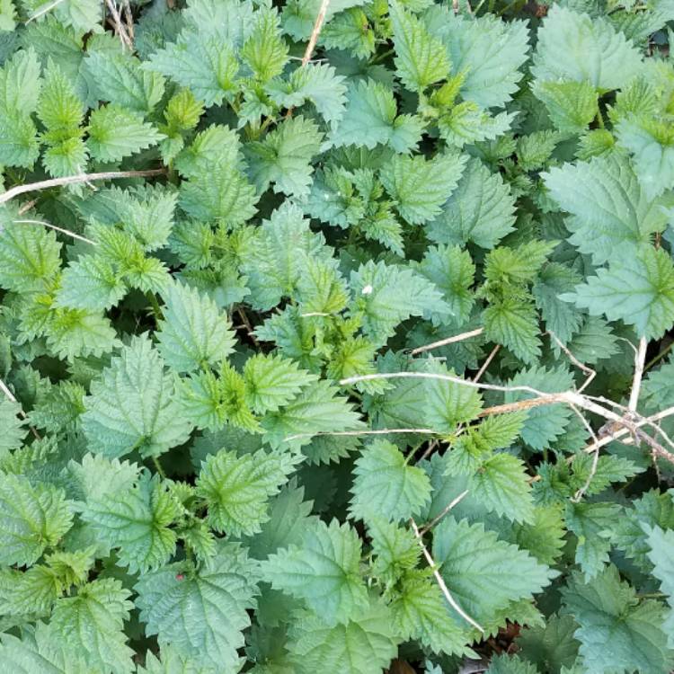 plant image 352383