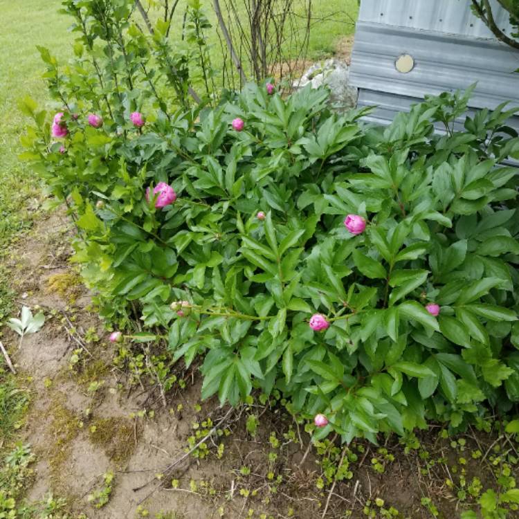 Plant image Paeonia x festiva 'Rosea Plena' syn. Paeonia officinalis 'Rosea Plena', Paeonia 'Old Double Rose'