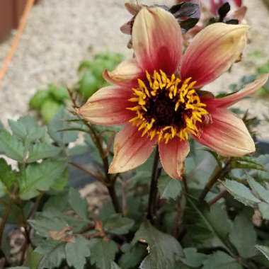 Dahlia Dark Angel 'Dragon Ball'