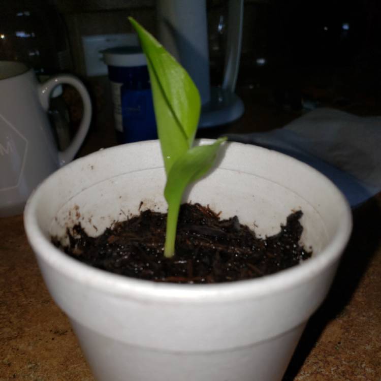 plant image 1096015