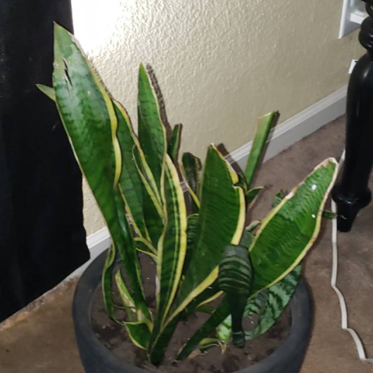 plant image 1110572