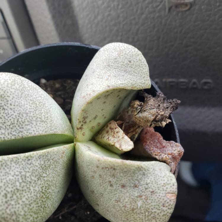 plant image 1110587