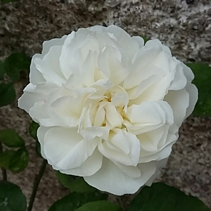 Plant image Rosa 'Auscat' syn. Rosa 'Winchester Cathedral', Rosa 'Winchester', Rosa 'White Mary Rose'