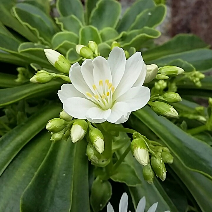 Plant image Lewisia Cotyledon forma 'Alba'