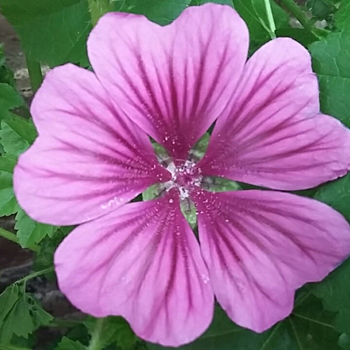 Plant image Malva Sylvestris 'Mystic Merlin'