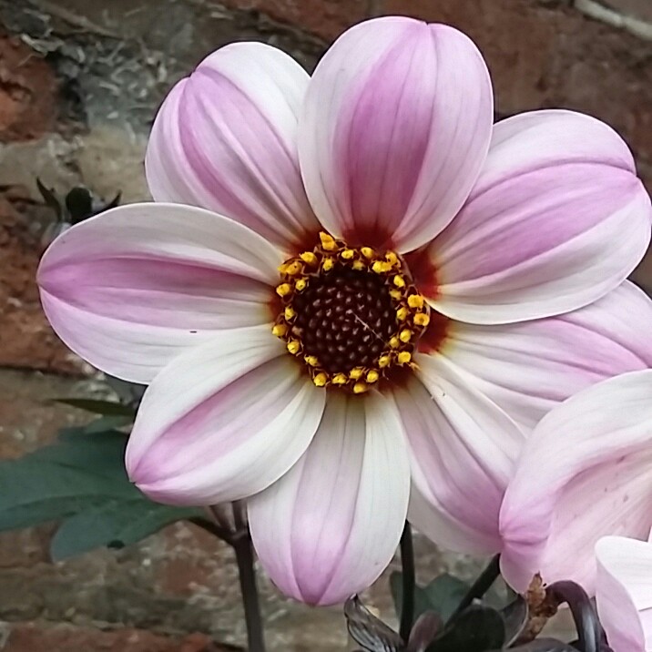 Plant image Dahlia 'Zone Ten' syn. Dahlia 'Mystic Dreamer', Dahlia 'Mystic Star', Dahlia 'Candy Eyes', Dahlia 'Kapow'